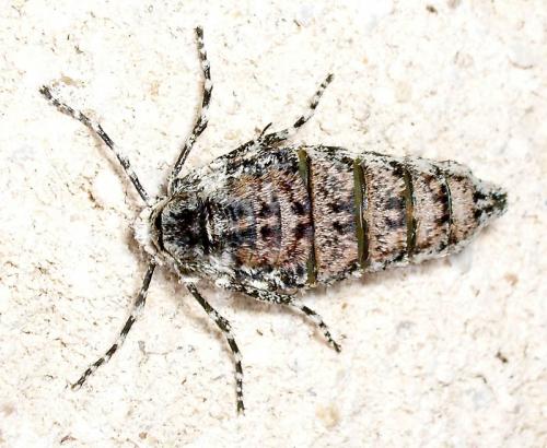 Phigalia pilosaria