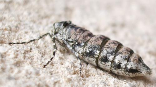 Réf. 7 293 : Phigalia pilosaria