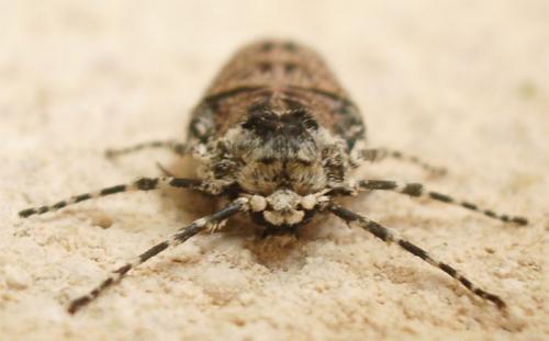 Phigalia pilosaria
