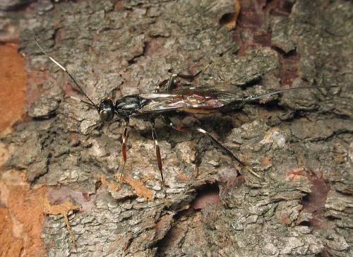 Xorides sp.