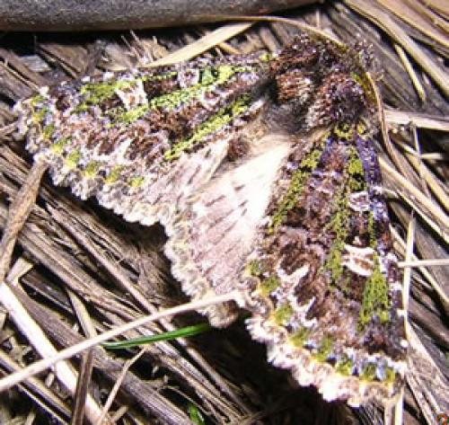Réf. 7 401 : Valeria jaspidea
