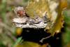 7656 – Photo : Franck BEAUPERE – France (30)