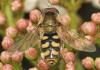 7874 – Photo : Pierre Duhem – France (75)
