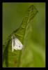 7897 – Photo : Tollari Serge – France (34)