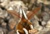 7701 – Photo : Serge Wambeke – France (59)