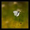 7898 – Photo : Tollari Serge – France (13)