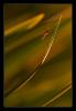 7899 – Photo : Tollari Serge – France (34)