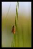 7901 – Photo : Tollari Serge – France (34)