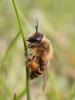 7752 – Photo : Nicolas Vereecken – Royaume-Uni