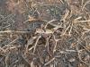 7491 – Photo : Patrick BONNEAU – Burkina Faso