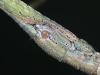 7234 – Photo : Arthropa - Benoit Martha – Élevage