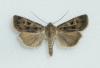 7504 – Photo : didier evrard – France (05)