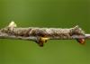 7834 – Photo : Pelouard – France (72)
