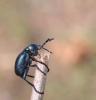 7285 – Photo : Michel Guttin – France (69)