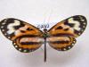 7350 – Photo : William VAN DE WALLE – Guyane française
