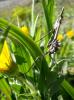 7404 – Photo : Arnaud Jean-Pierre – France (66)