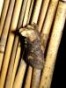 7786 – Photo : Arnaud Jean-Pierre – France (09)