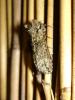 7957 – Photo : Arnaud Jean-Pierre – France (09)
