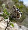 7936 – Photo : Arnaud Jean-Pierre – France (66)