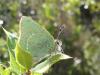 7523 – Photo : Arnaud Jean-Pierre – France (66)