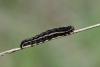7988 – Photo : David Demerges – France (63)