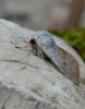7939 – Photo : David Demerges – France (34)