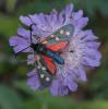 7407 – Photo : Sylvain – France (73)