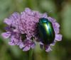 7398 – Photo : Sylvain – France (73)