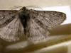 7122 – Photo : Mael Garrin – France (56)
