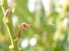 7824 – Photo : Jean-Philippe Mathieu – France (54)