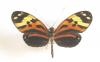 7629 – Photo : Stephane VASSEL – Guyane française