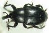 7226 – Photo : P.Deschamps – Grèce