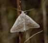 7454 – Photo : Franck BEAUPERE – France (30)