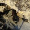 7446 – Photo : Anonyme – France (07)