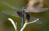 7024 – Photo : Régis Henry – Seychelles