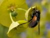7244 – Photo : Mael Garrin – France (56)