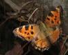 7305 – Photo : Michel Guttin – France (69)