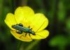 7179 – Photo : Chavernoz Marina – France (60)
