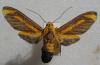 7137 – Photo : Stephane VASSEL – Guyane française