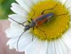 Stenurella melanura