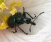 Lasiorhynchites sp.