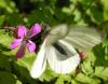 7064 – Photo : Chavernoz Marina – France (60)