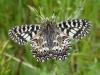 7520 – Photo : David Demerges – France (34)
