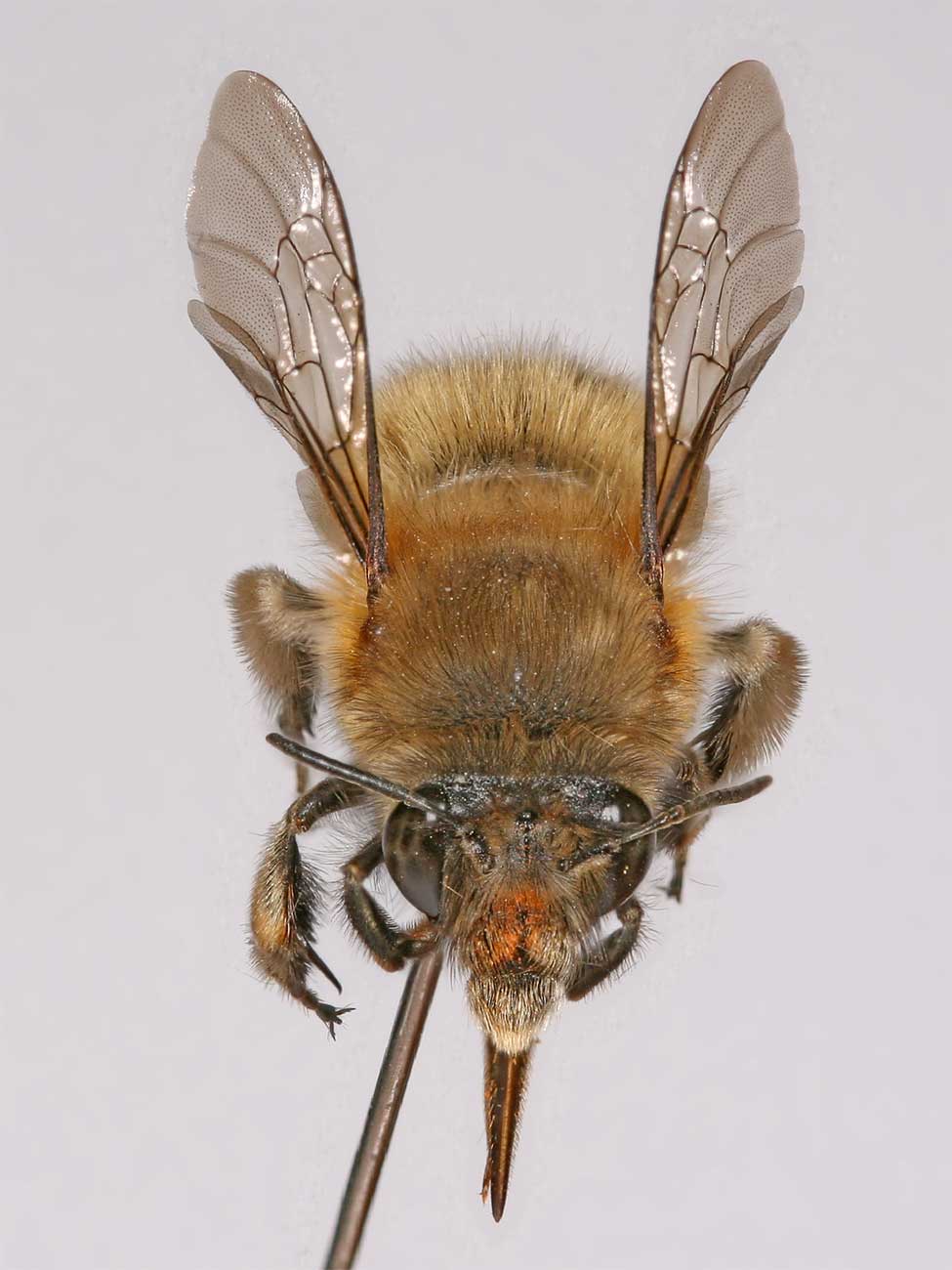 Dimitri GEYSTOR - Anthophora (Anthophora) plumipes - réf. 7381 (975 x 1300 pixels, 86 ko)