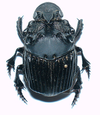 Francois - Sulcophanaeus faunus - réf. 7352 (350 x 401 pixels, 124 ko)