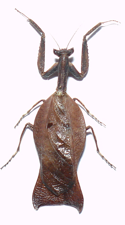 Francois - Beieracanthops amazonica - réf. 7354 (400 x 717 pixels, 141 ko)