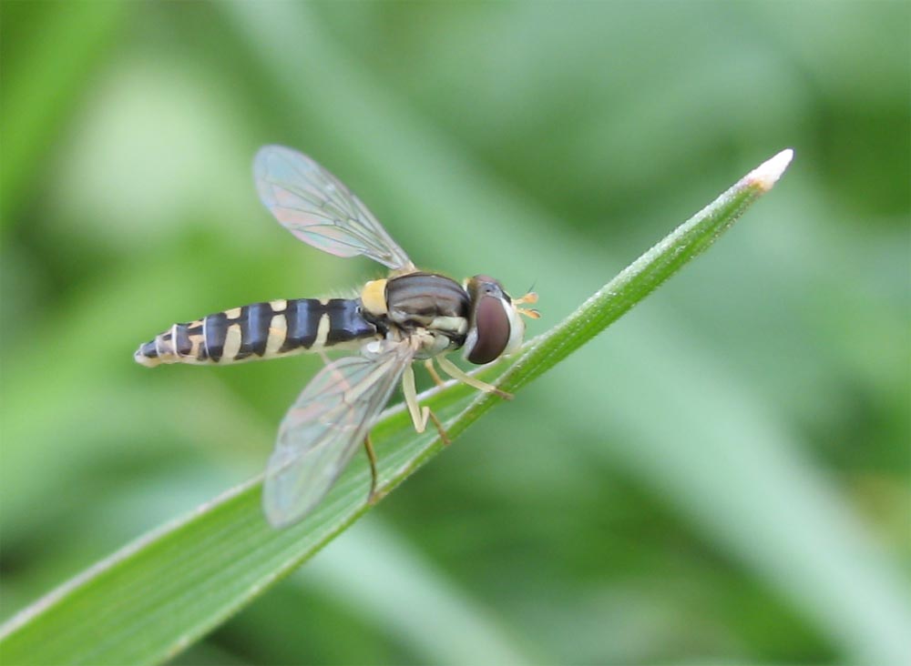 Amy - Sphaerophoria sp. - réf. 7764 (1000 x 732 pixels, 60 ko)