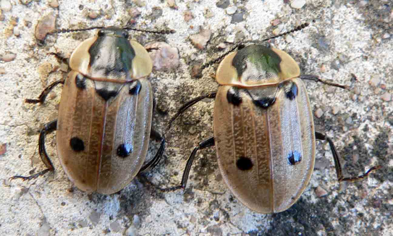 Louis Weitten - Dendroxena quadrimaculata - réf. 7605 (1296 x 780 pixels, 106 ko)