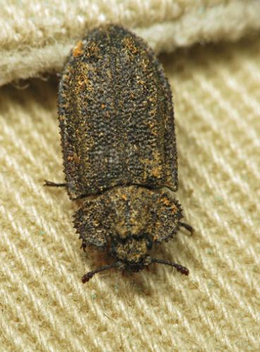 Réf. 70 189 : Calitys scabra