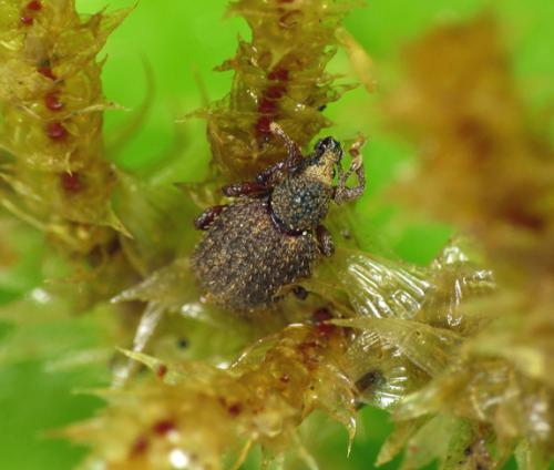 Otiorhynchus uncinatus